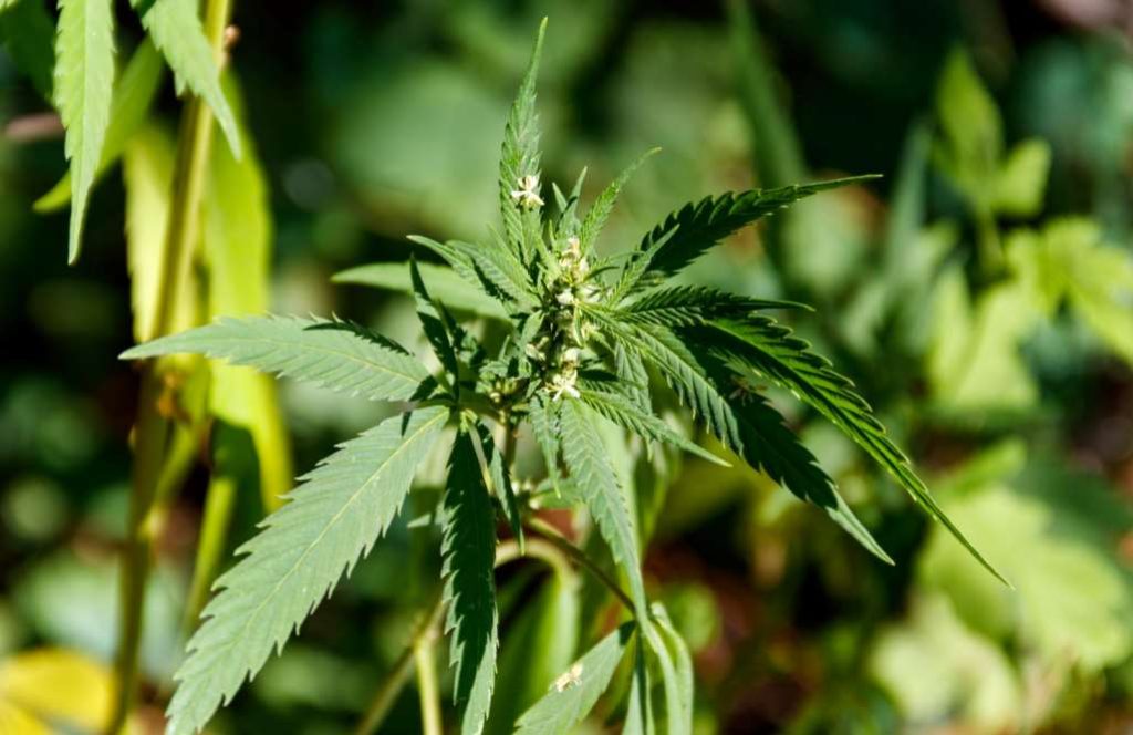 Curious About Hemp? Why This Ancient Plant is Shaping the Future of Wellness and Sustainability