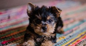 puppy