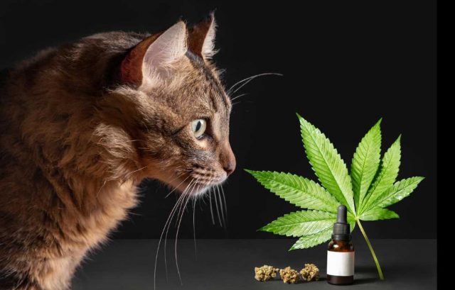 CBD Oil With Your Pets