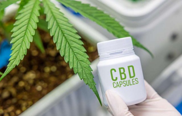 CBD Capsules