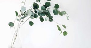 Green leafy plant