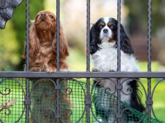 dogs behind fence