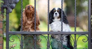 dogs behind fence