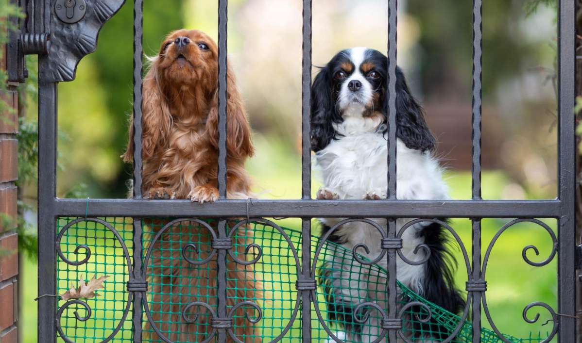 dogs behind fence