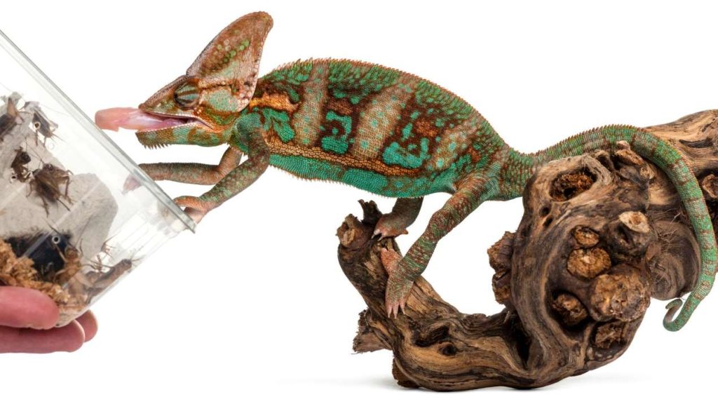 Moving With Your Pet Reptile