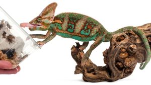 Moving With Your Pet Reptile