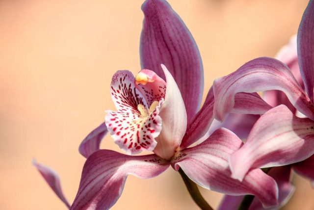 pink orchid