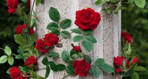 Garden roses