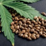 Cannabis Seeds 101