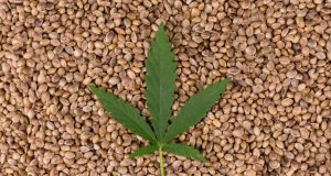 Cannabis Seeds