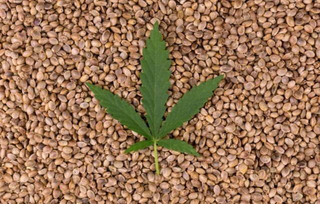 Cannabis Seeds