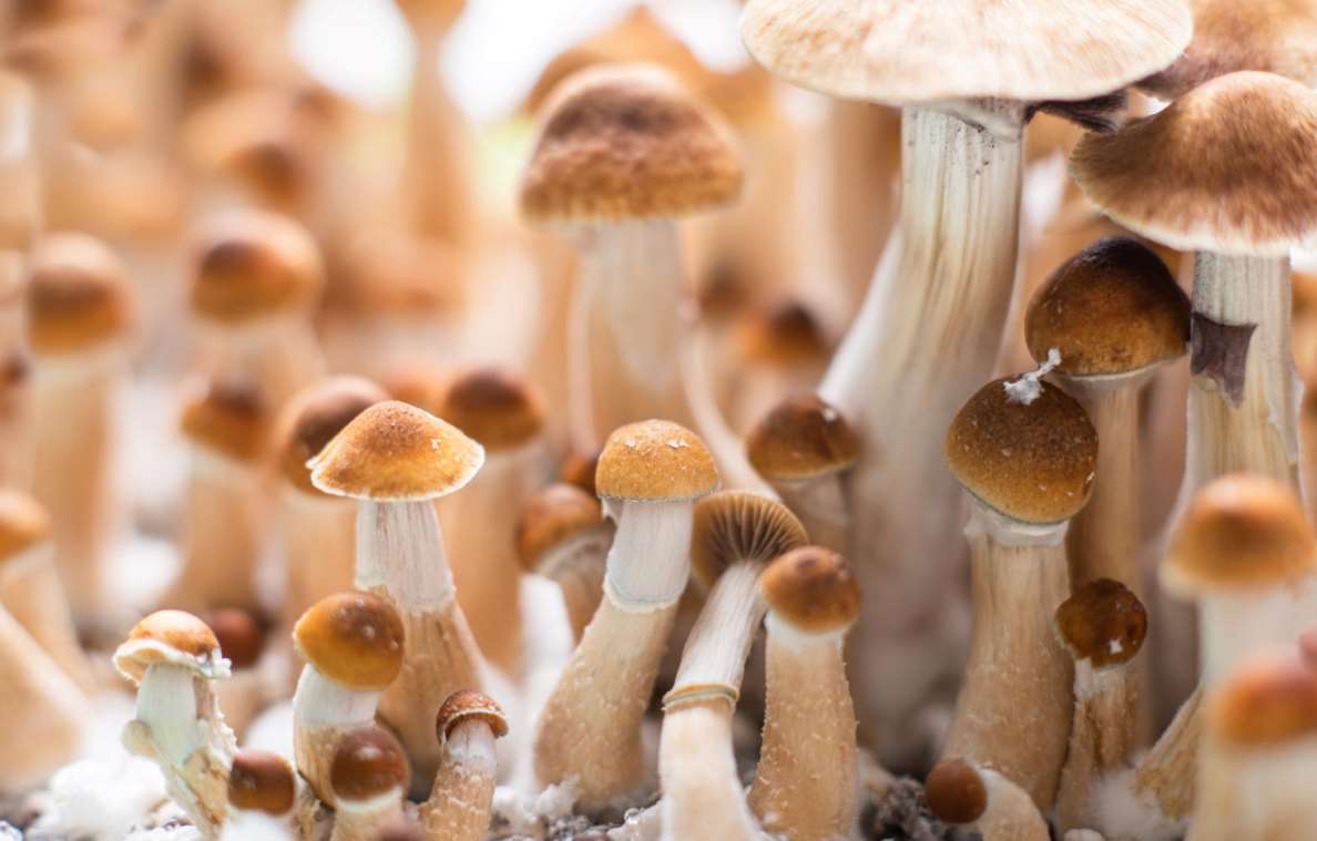 Psychedelic Fantastic Fungi
