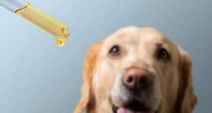 CBD Products For Dogs