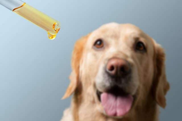 CBD Products For Dogs