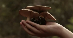 Best Time To Take Mushroom Gummies For Maximum Effect