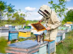 How to Ensure Ethical Beekeeping Practices