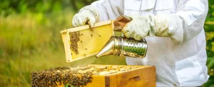How to Ensure Ethical Beekeeping Practices