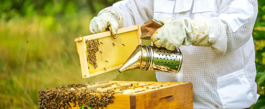 How to Ensure Ethical Beekeeping Practices