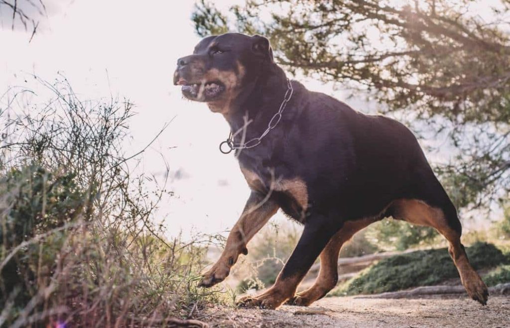 From Wound to Wellness: Overcoming the Aftermath of a Dog Bite