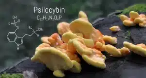 Are Shrooms Dangerous