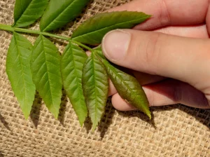 Considerations for Buying Kratom