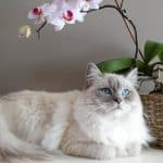 The Role of Flowers in Minimalist Home Design