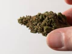 Cannabis