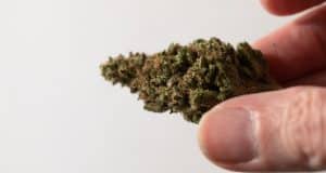 Cannabis