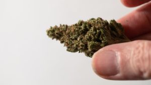 Here’s How to Keep Your Cannabis Fresh Forever