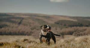 dog