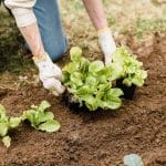 gardening