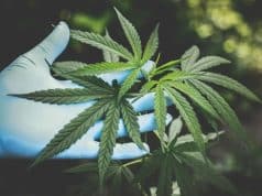 CDT Weed: Cannabis-Derived Terpenes for Cannabis Products