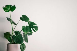 The Best Low-Light Tropical Houseplants to Boost Your Mood During Winter
