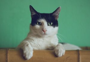 Cat Breathing Fast: Causes, Symptoms and When to Visit a Vet