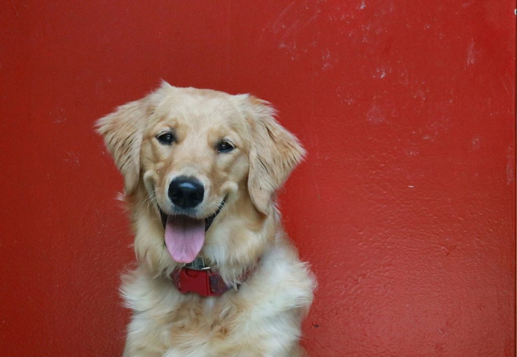 golden retriever sitting on red floor