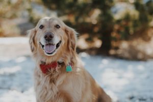Red Golden Retriever: Temperament, Appearance, and Care Guide