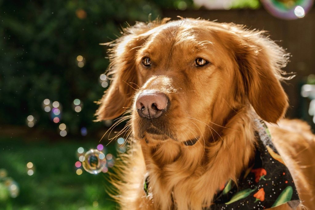 een golden retrieverhond die een bandana draagt ​​en naar de camera kijkt