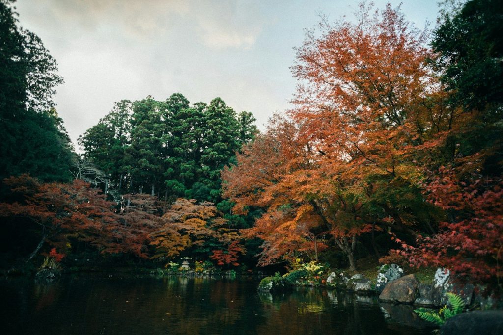 a body of water surrounded by lots of trees