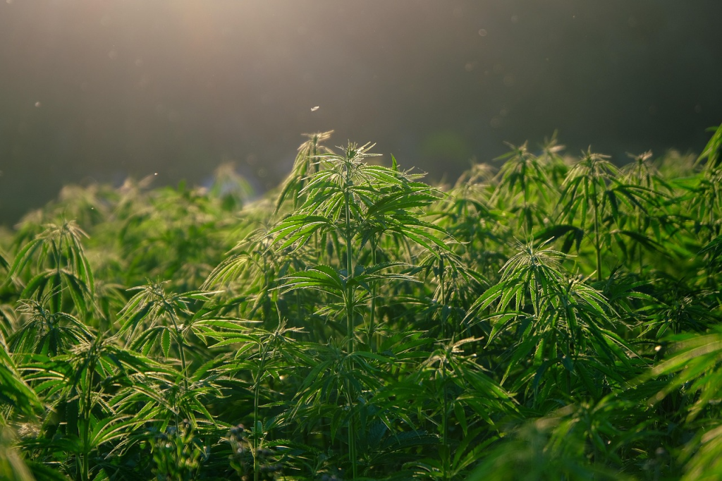 How Tropical Berry Cannabis Grows: Climate and Soil Tips