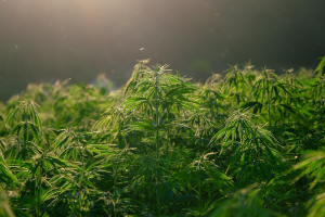 How Tropical Berry Cannabis Grows: Climate and Soil Tips